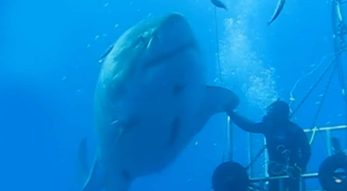 Deep Blue - the largest Great White ever filmed?