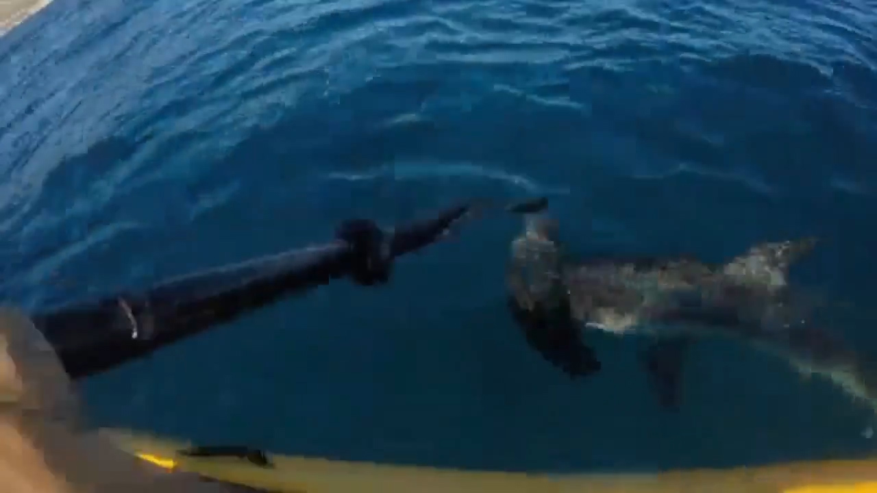 Huge Shark Attacks Fisherman On Kayak, Insane Video!