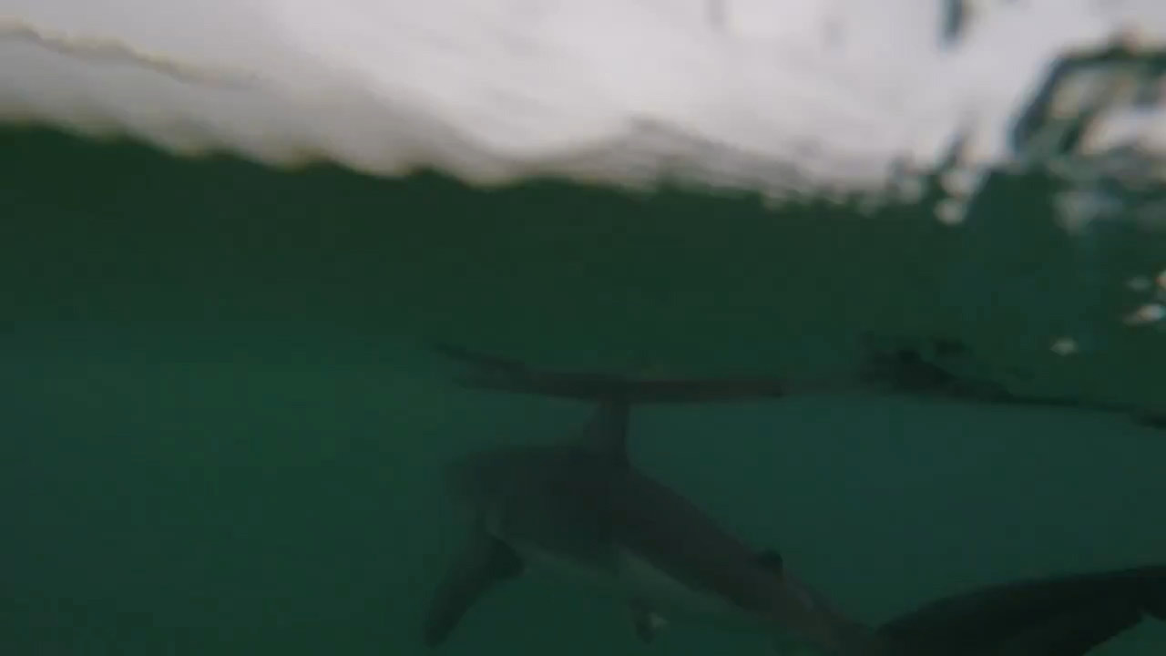 GREAT-WHITE-SHARKS-SURFING.Still007
